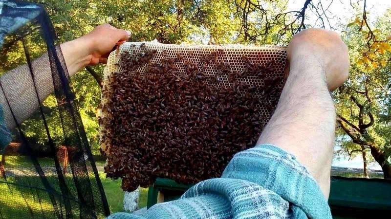 Фото 6. Продаются пчеломатки Карпатка. Бджоломатки