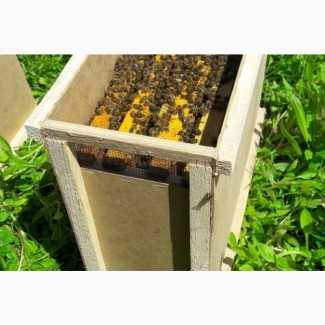 Продам бджолосім#039;ї в квітні та бджолопакети в перших числах травня