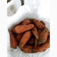Продам Морковку сорт Шантане ред коред