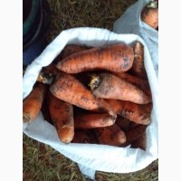 Продам Морковку сорт Шантане ред коред