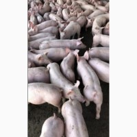 Бойня закупка свиней мясного направления
