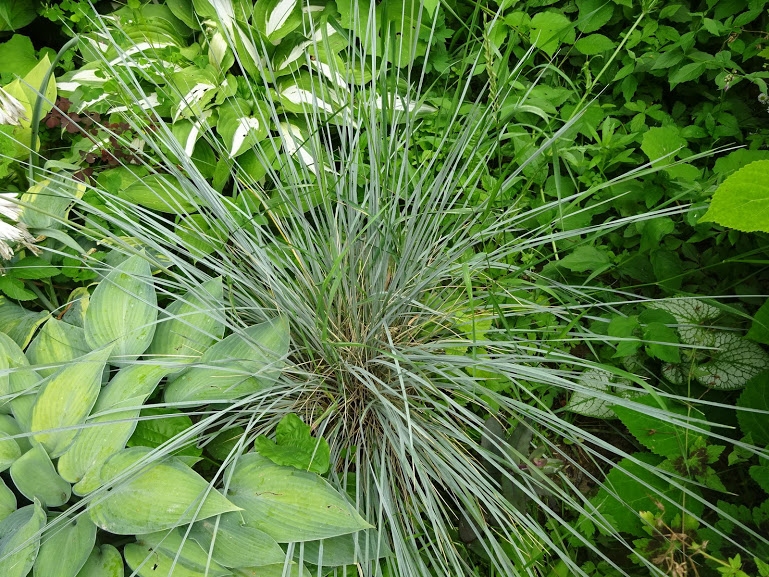 Фото 3. Декоративные травы Овсец вечнозеленый (Helictotrichon sempervirens)