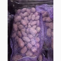 Фермерське господарство розпочало продаж посадковой картоплі у роздріб