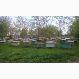 Продам 15 бджолосімей, разом з вуликами