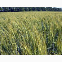 Пшениця м#039;яка озима Розумниця, еліта