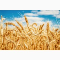 Купим пшеницу 2-4 класса. По всей Украине