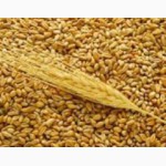 Куплю пшеницу по Луганской области - регулярно