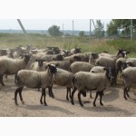 Продам овец романовской породы жывым весом или на розвод