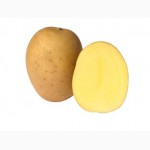 Картопля Евеліна оптом, гарна ціна, смачна картопля