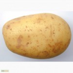 Картофель Забава недорого, опт от 20 тонн