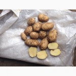 Продам картофель, Львовская обл
