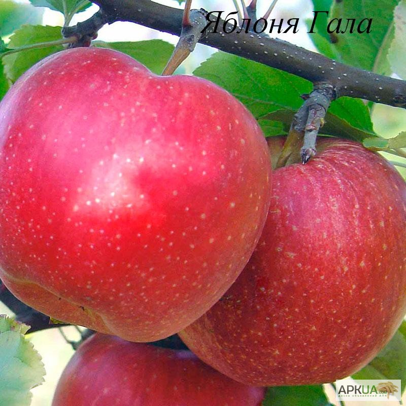 Фото 11. Саженцы яблони от производителя