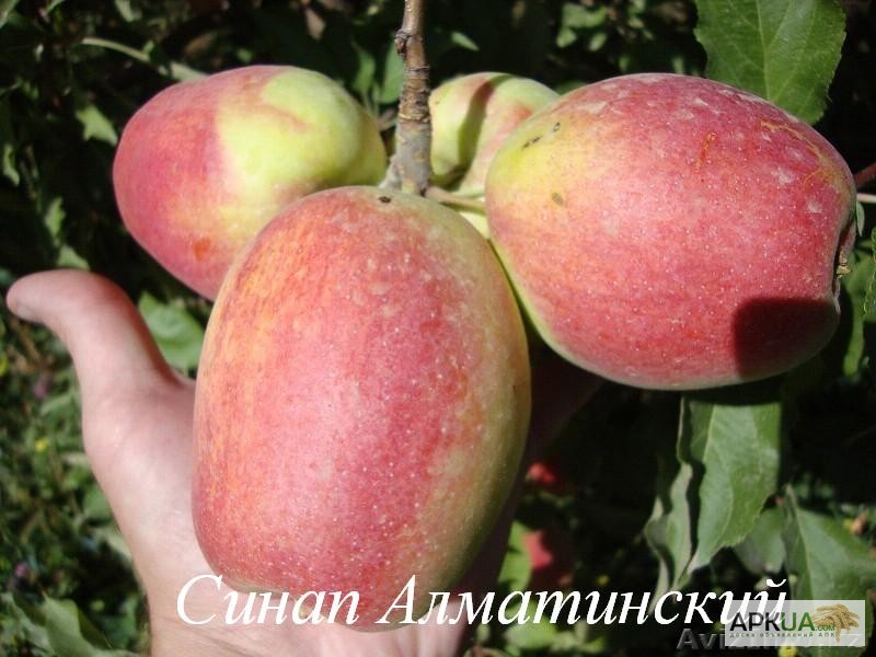 Фото 3. Саженцы яблони от производителя