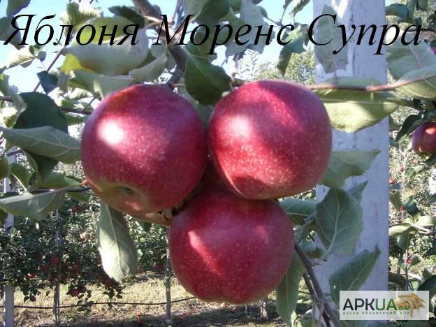 Фото 7. Саженцы яблони от производителя