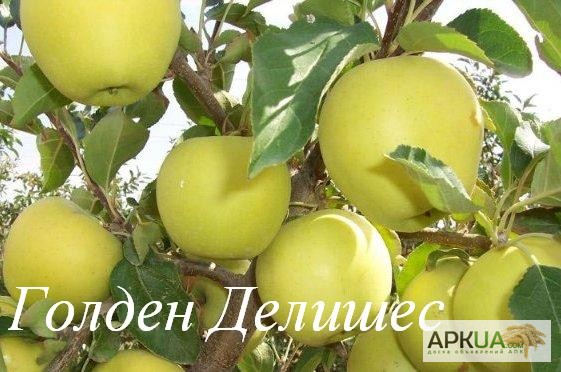 Фото 9. Саженцы яблони от производителя