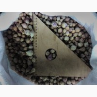 Продам семена чеснока Любаша (однозубка)