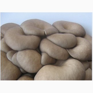 Мицелий грибов Вешенка, мешки для выращивания, технология