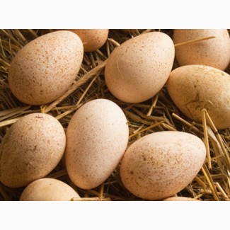 Реалізуємо елітні інкубаційні яйця курей породи Ломан