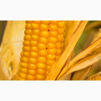 Насіння кукурудзи Гран 6 (ФАО 300)