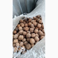 Walnuts 2019 / Грецкий орех / Ceviz / Ընկույզի / الجوز