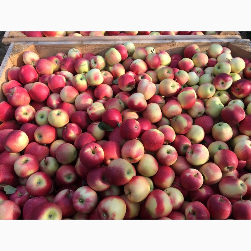Фото 6. Продам яблука ризных сортив з холодыльныка газовани в наявности багато сортив