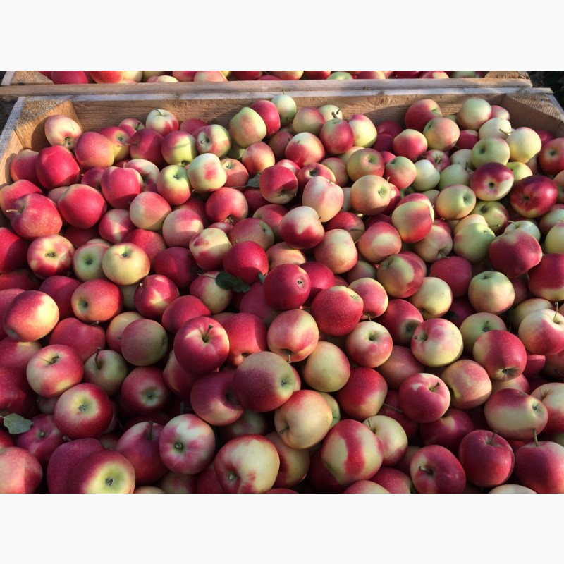 Фото 7. Продам яблука ризных сортив з холодыльныка газовани в наявности багато сортив