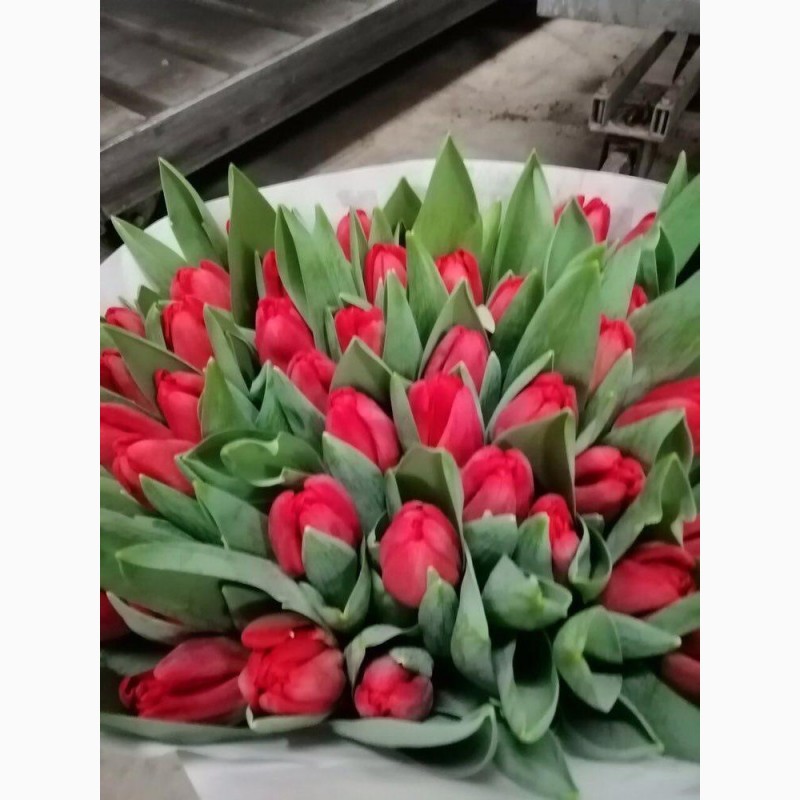 Голландские тюльпаны
