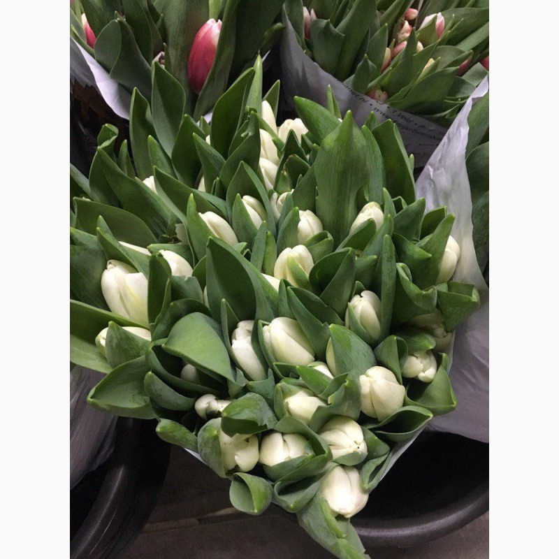 Фото 2. Голландские тюльпаны