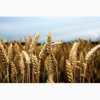 Семена озимой пшеницы Миссия Одесская, урожайность 115-120 ц/га