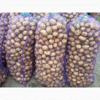 Продам картофель Казахстан