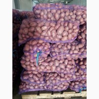 Продам картофель Казахстан