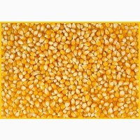 Продаем кукурузу от 50 кг Ф1 Ф2