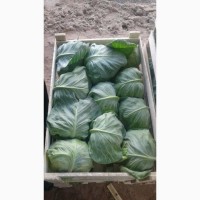 Срочно продам молодую капусту от Узбекского поставщика