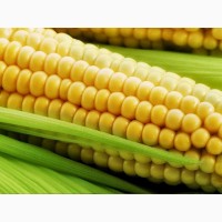 Семена Кукурузы ДКС 4685 (DKC 4685)