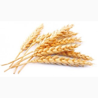 Пшеница 2, 3, 4класс FOB, CIF, CFR