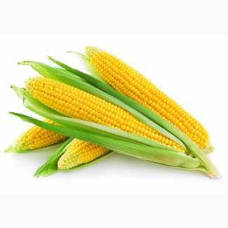 Сладкая кукуруза