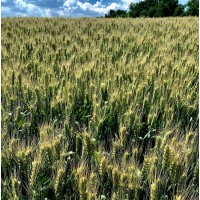 Озима пшениця Вінок Поділля (еліта, урожай 2020)