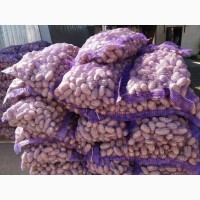 Картопля товарна, Гранада, Коннект (40-55 см) дешево оптом від 20 тонн