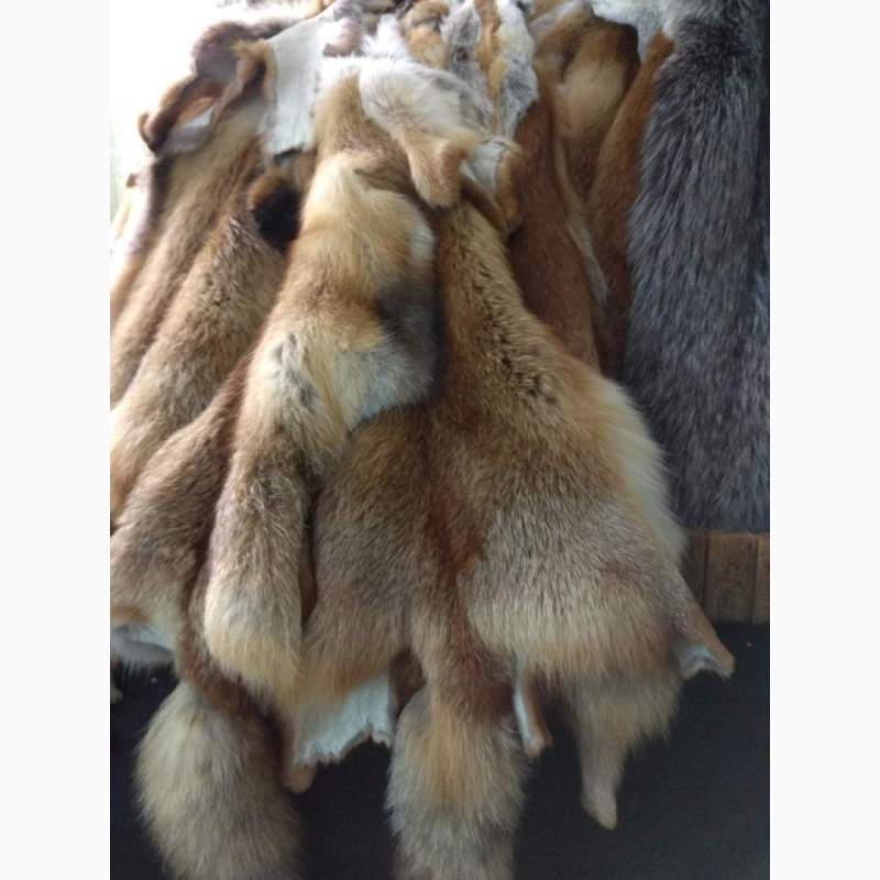 Фото 2. Продам шкуры лисы рыжей