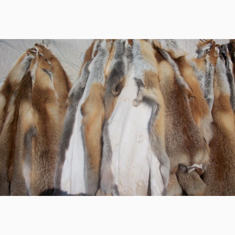 Фото 3. Продам шкуры лисы рыжей