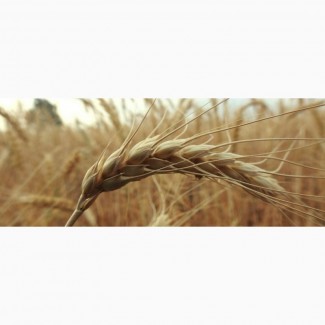 Продам посевной материал озимой пшеницы Москвич элита Краснодарская селекция