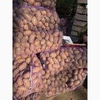 Продам товарный и семенной картофель