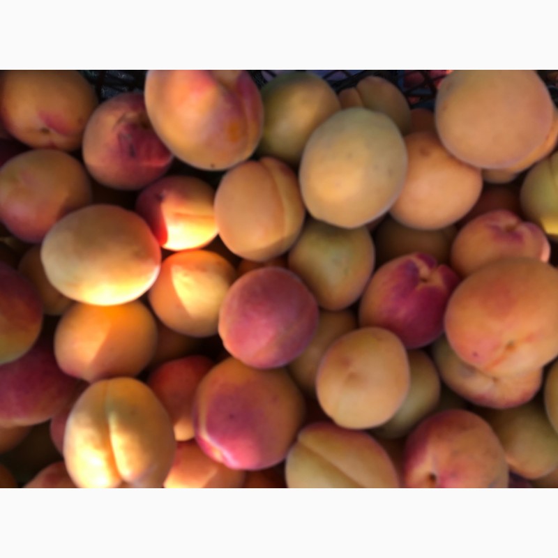 Фото 2. Продам абрикосы с поля оптом