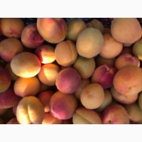 Продам абрикосы с поля оптом