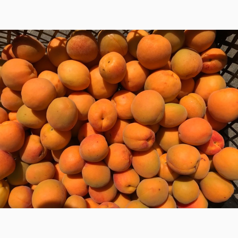 Фото 3. Продам абрикосы с поля оптом