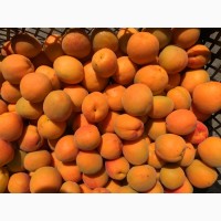 Продам абрикосы с поля оптом