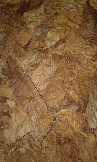 Сухой лист табака. Табак Кентукки Берли без центральной жилки