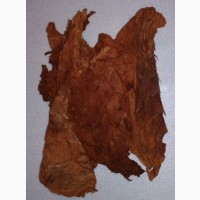 Сухой лист табака. Табак Кентукки Берли без центральной жилки