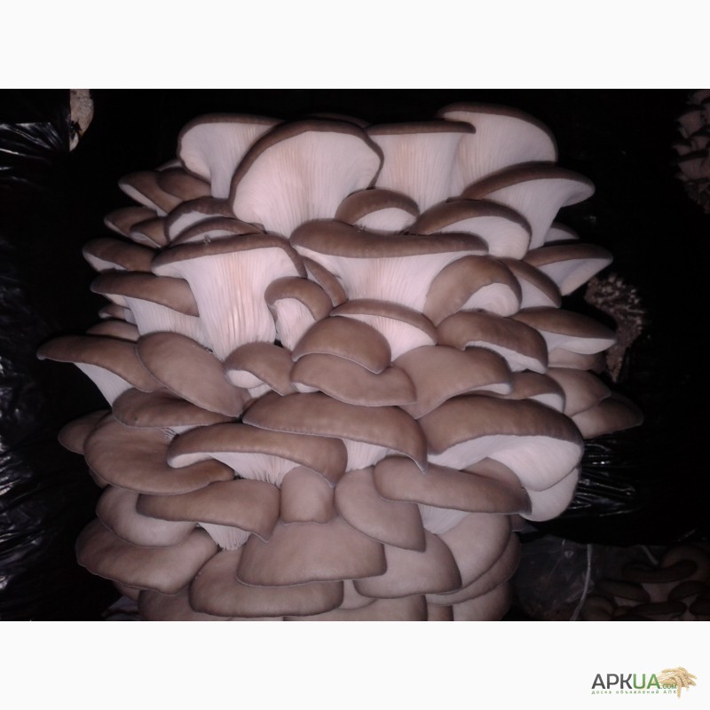 Фото 2. Продаю грибы ВЕШЕНКА оптом собственного производства