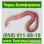 Купить красного калифорнийского червя, червя старателя для производства биогумуса